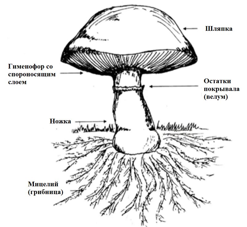 Наименования основных частей гриба. image1.jpg